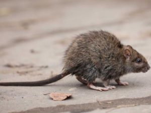 Foto-noticia-ratas-CNN
