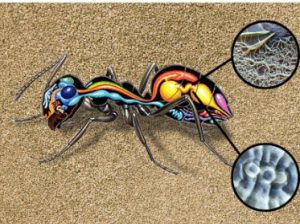 Noticia-hormigas-Anecpla